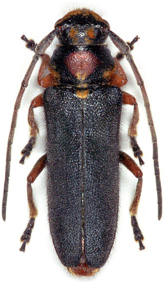 Phytoecia ferrugata