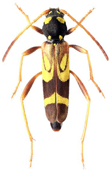 Clytus paradisiacus - female