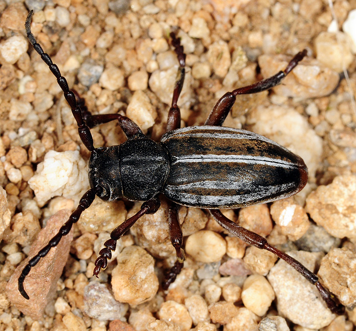 Dorcadion krueperi