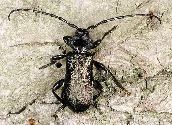 Ropalopus ungaricus ungaricus