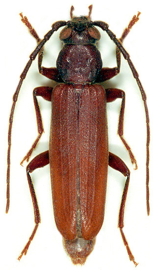 Arhopalus syriacus