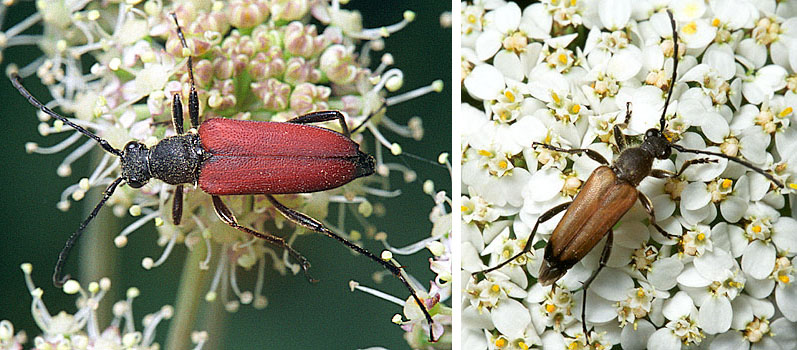 Anastrangalia sanguinolenta