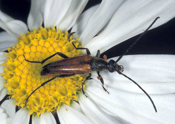 Stenurella melanura