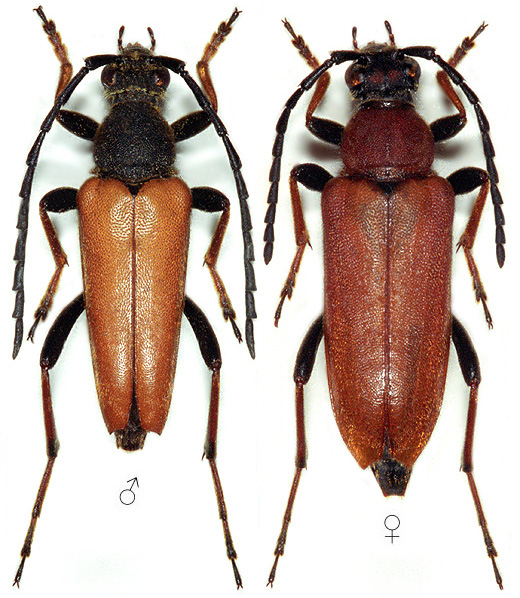 Stictoleptura rubra