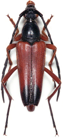 Stictoleptura rufa dimidiata