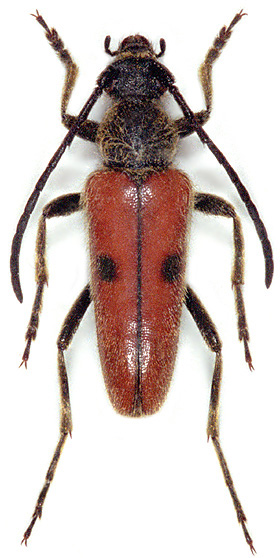 Vadonia unipunctata