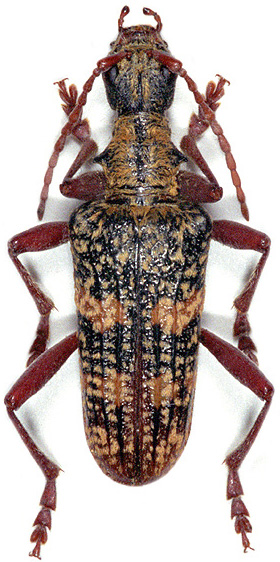 Rhagium fasciculatum