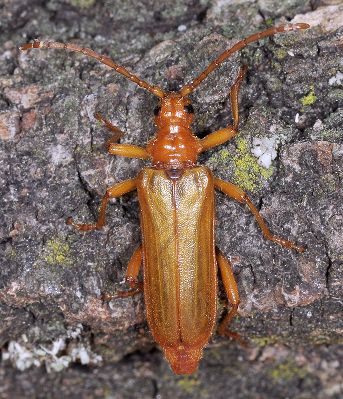 Rhamnusium bicolor testaceipenne