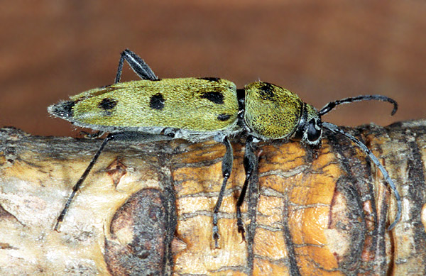 Chlorophorus glabromaculatus