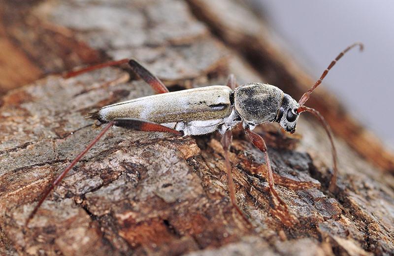 Isotomus barbarae