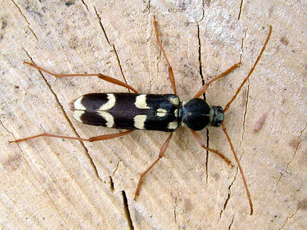 Isotomus comptus maculicollis