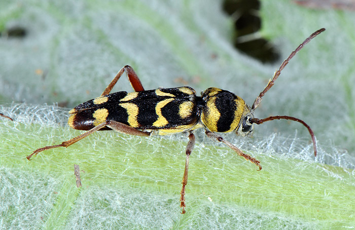 Plagionotus floralis