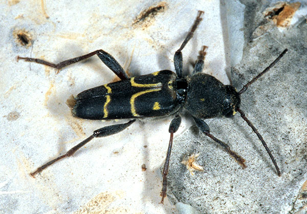 Xylotrechus capricornus