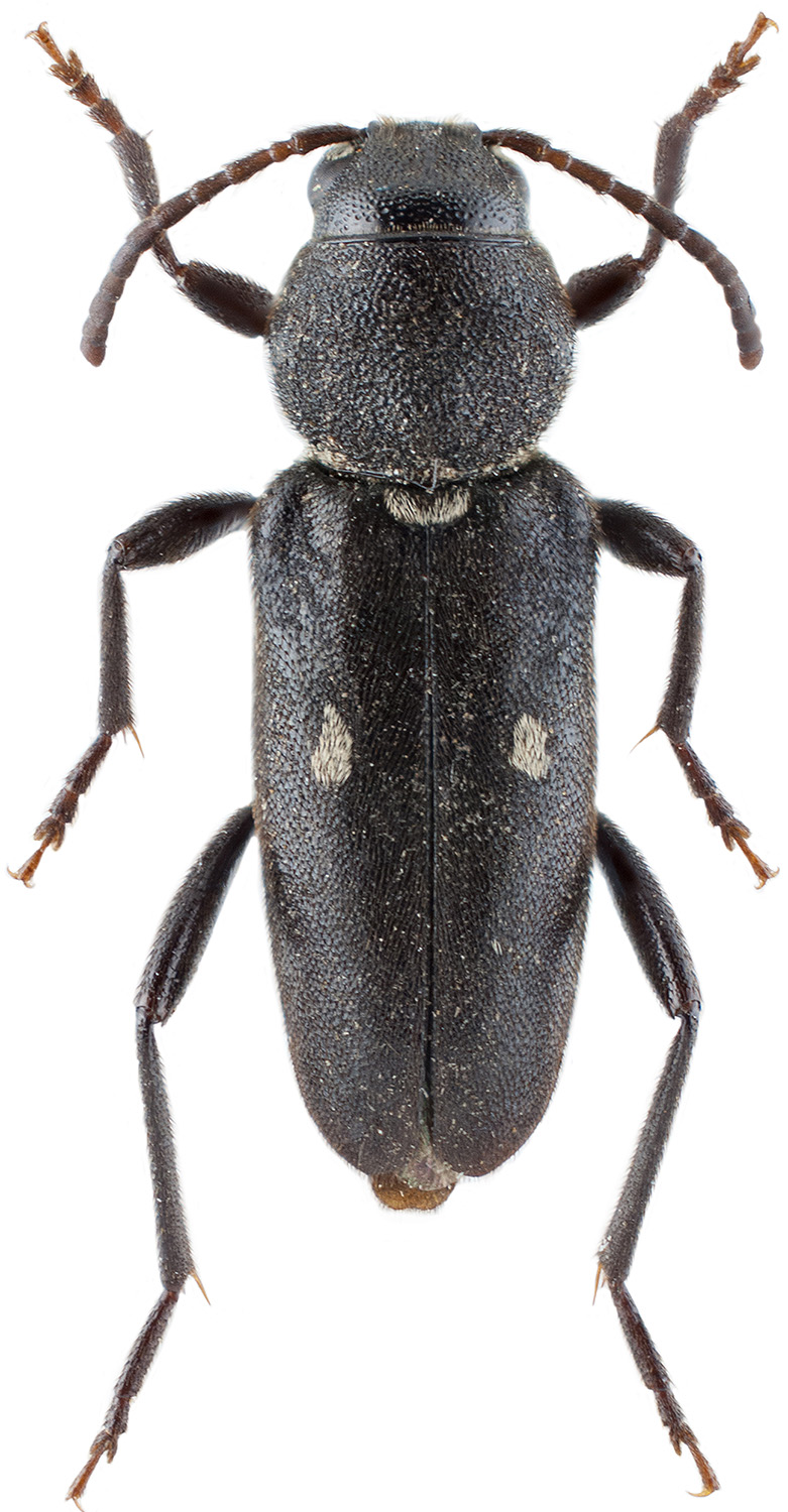 Xylotrechus raghidae