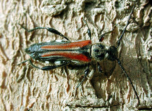 Stenopterus ater