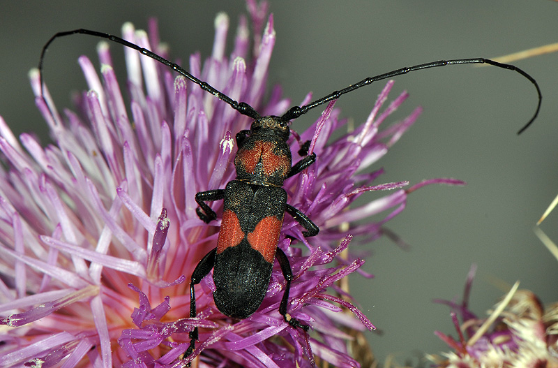 Purpuricenus wachanrui - male