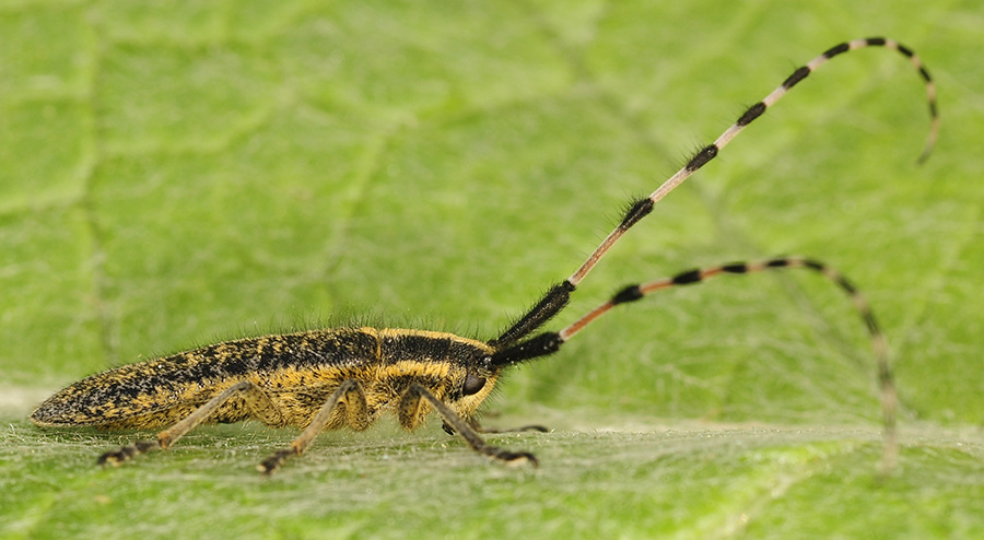 Agapanthia dahli nitidipennis