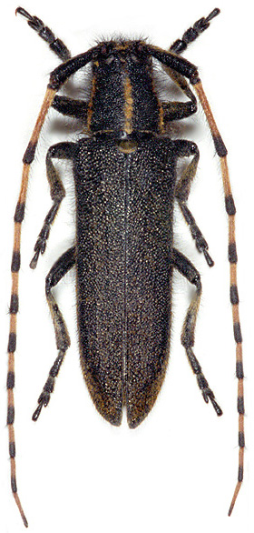 Agapanthia detrita