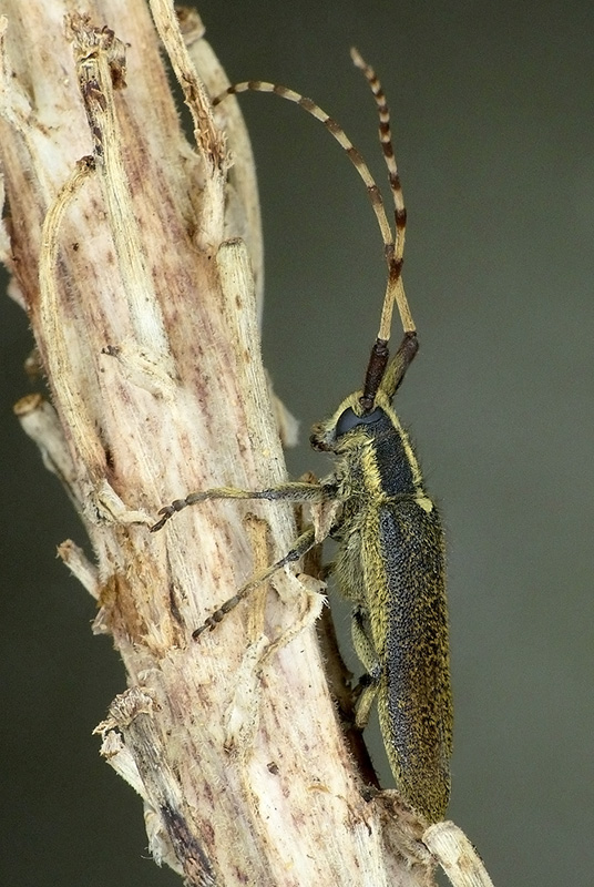 Agapanthia obydovi