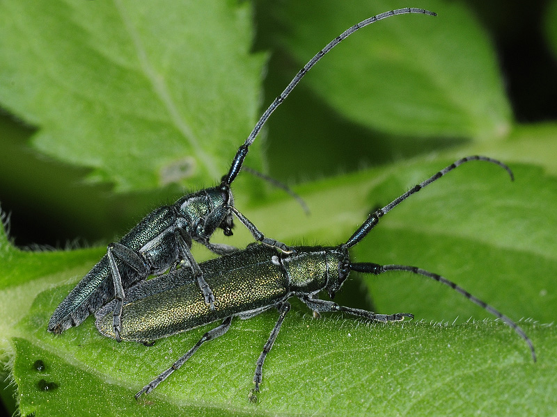 Agapanthia chalybaea