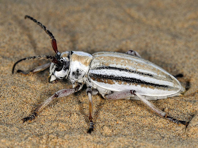 Dorcadion absinthium ishkovi - female