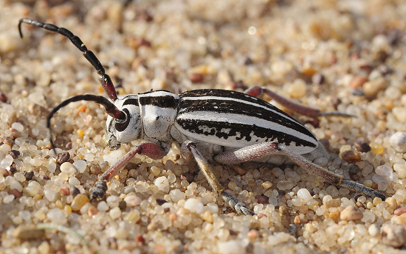 Dorcadion irinae