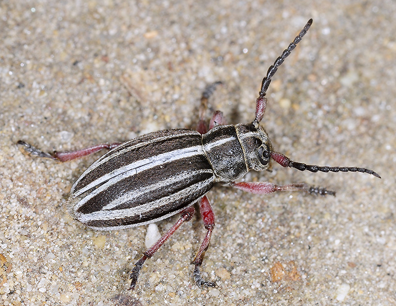 Dorcadion gallipolitanum atritarse