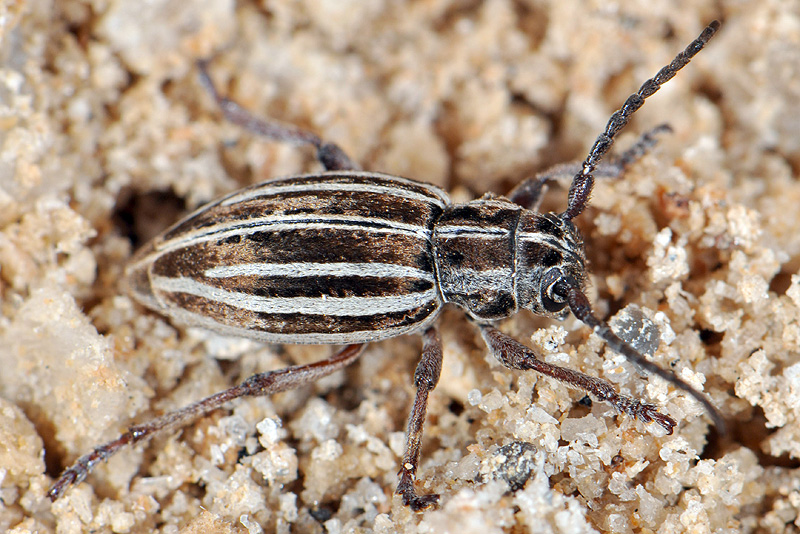 Dorcadion hellmanni