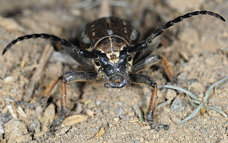 Dorcadion cephalotes female