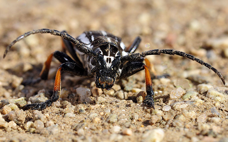 Dorcadion cephalotes male