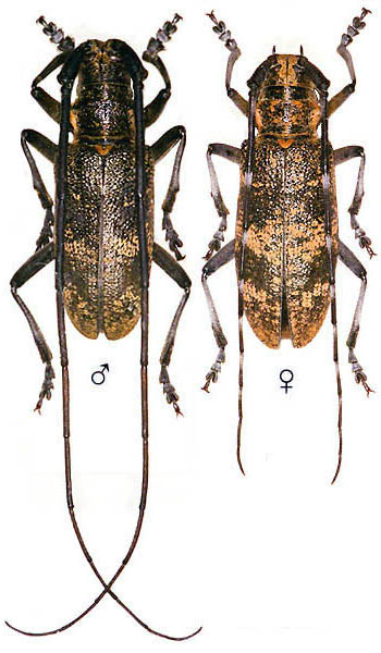 Monochamus galloprovincialis pistor