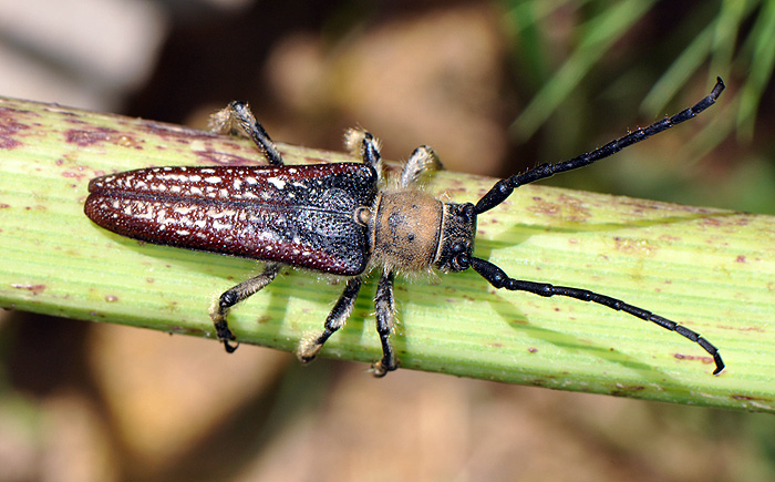 Mallosia interrupta interrupta