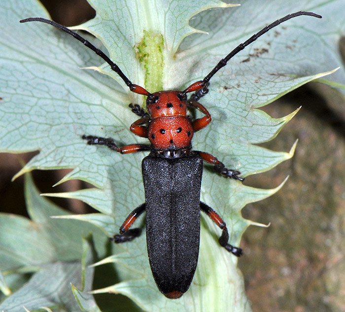 Phytoecia puncticollis puncticollis