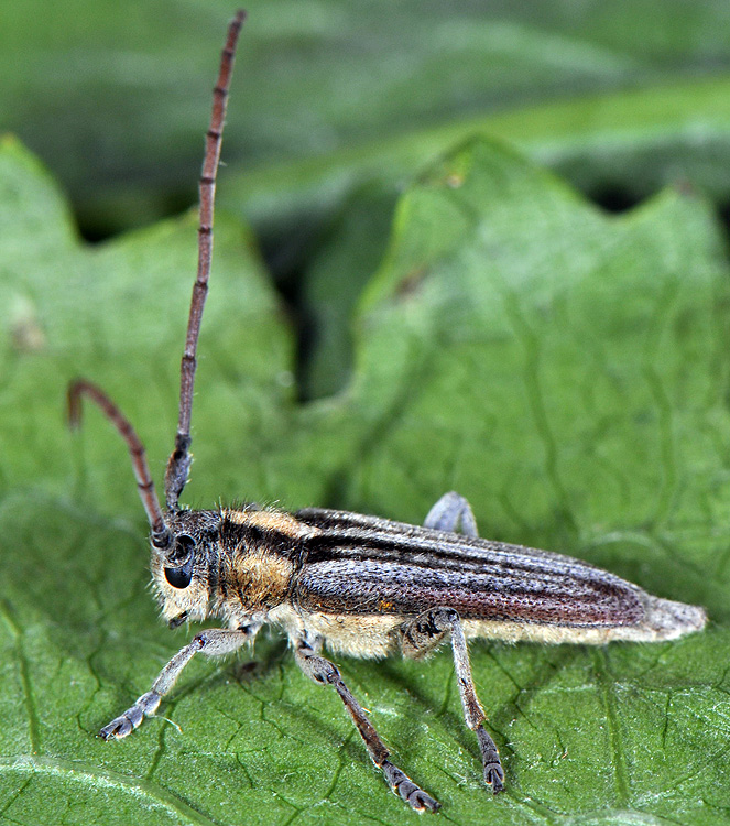 Phytoecia speciosa