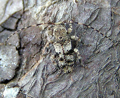 Pogonocherus inermicollis