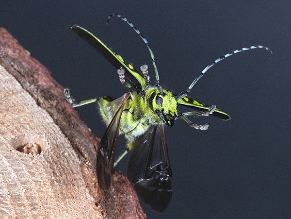 Saperda scalaris