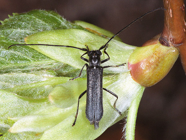 Stenostola ferrea