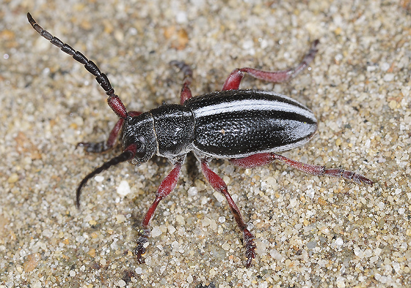 Dorcadion gallipolitanum atritarse