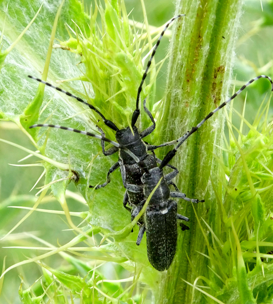 Agapanthia markusi