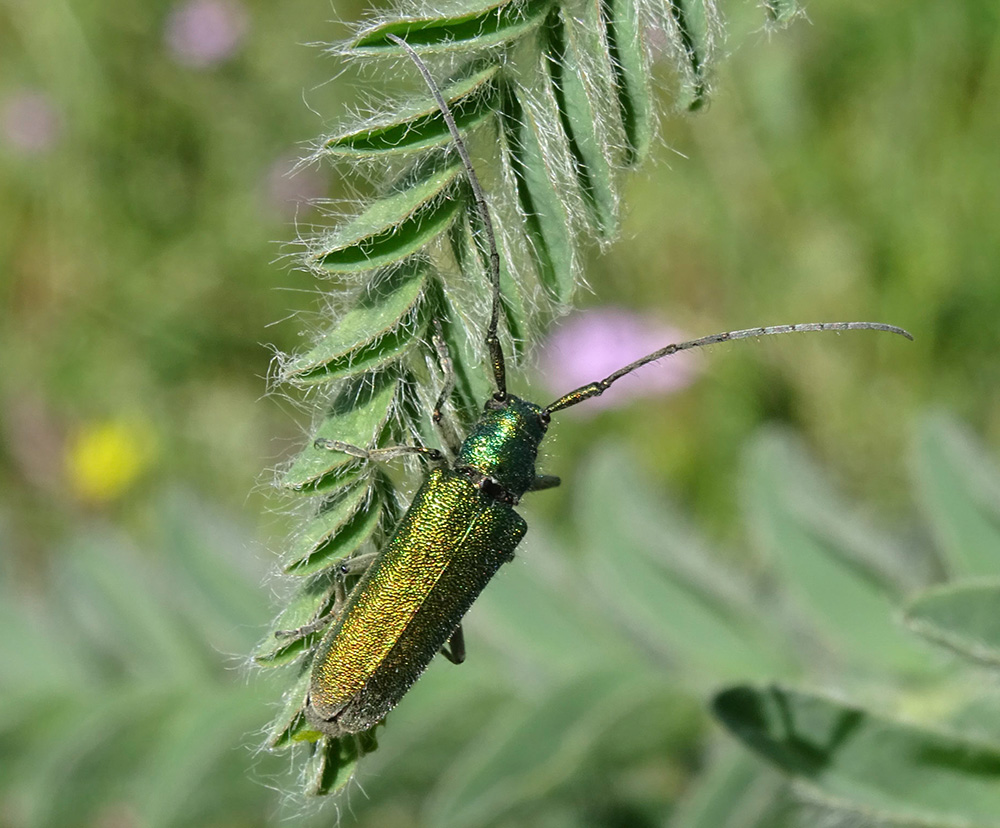 Agapanthia naciyae