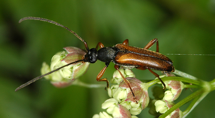 Alosterna tabacicolor