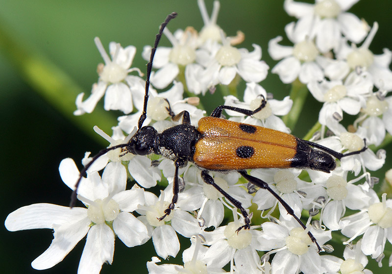 Batesiata tesserula