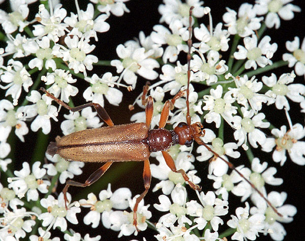 Pidonia lurida