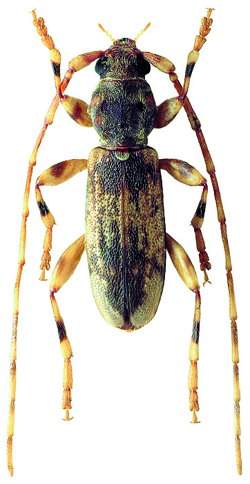 Crotchiella brachyptera