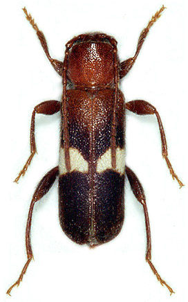 Phymatodes fasciatus