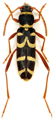 Clytus schneideri inapicalis