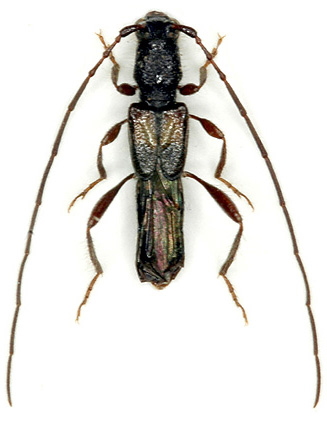 Molorchus malmusii