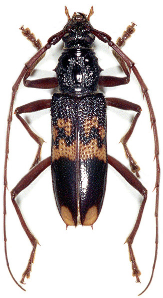 Phoracantha semipunctata