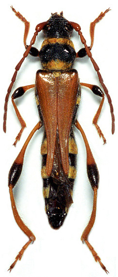 Stenopterus kraatzi