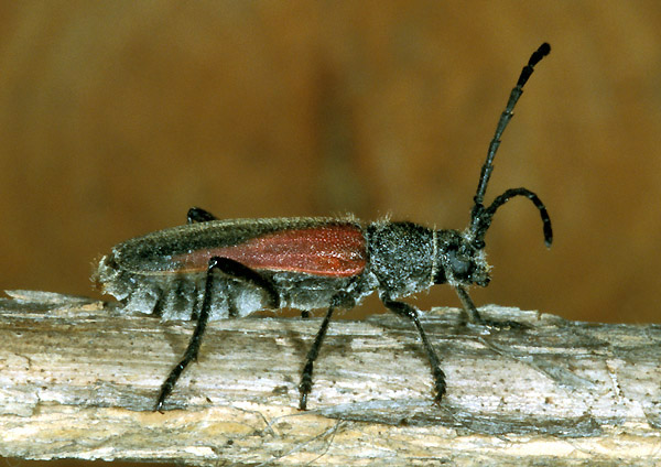 Anoplistes jomudorum